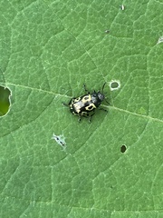 Zygogramma signatipennis