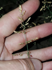Poa compressa