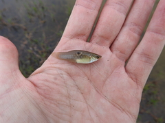 Poecilia vivipara