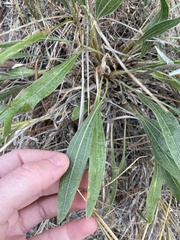Echinacea