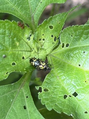 Zygogramma signatipennis