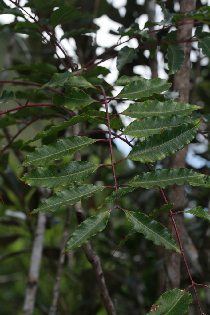 Euroschinus elegans