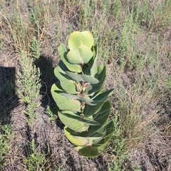 Asclepias latifolia