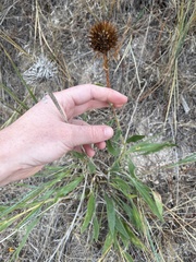Echinacea