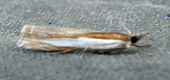 Crambus leachellus