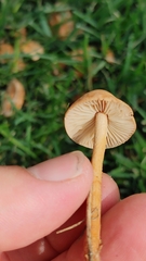 Marasmius oreades