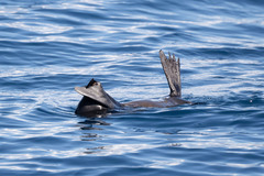 Arctocephalus townsendi