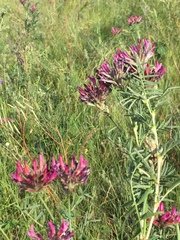 Astragalus cornutus