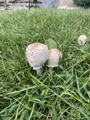 Coprinopsis variegata
