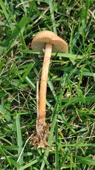 Marasmius oreades