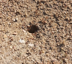 Pogonomyrmex occidentalis