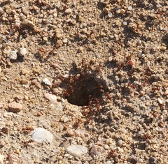Pogonomyrmex occidentalis