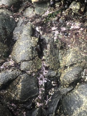 Chamberlainium tumidum