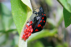 Pachycoris klugii