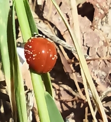 Cycloneda sanguinea