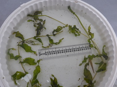 Potamogeton richardsonii