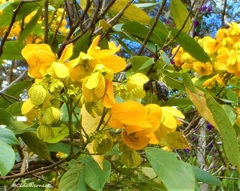 Senna macranthera