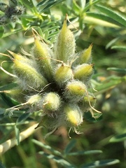Astragalus cornutus