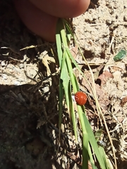Cycloneda sanguinea