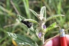 Sphaeralcea angustifolia