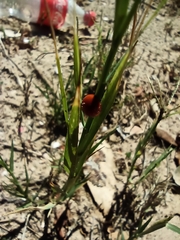 Cycloneda sanguinea