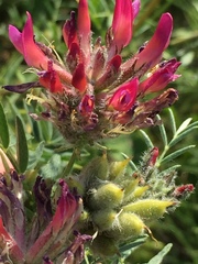 Astragalus cornutus