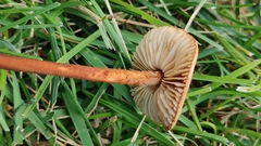 Marasmius oreades
