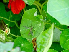 Tipula oleracea