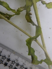 Potamogeton richardsonii
