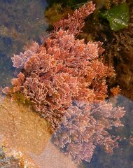 Ellisolandia elongata