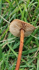 Marasmius oreades