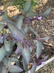 Tradescantia pallida