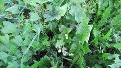 Alchemilla subcrenata