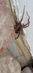 Schizocosa avida