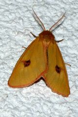 Diacrisia sannio