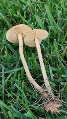 Marasmius oreades