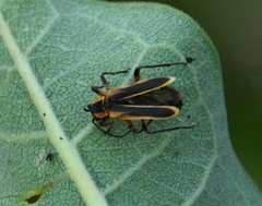 Chauliognathus marginatus
