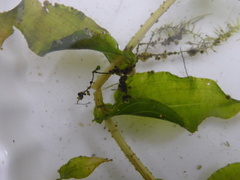 Potamogeton richardsonii