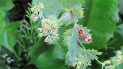 Alchemilla subcrenata