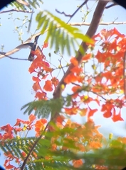 Anthracothorax nigricollis