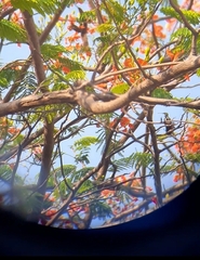 Anthracothorax nigricollis