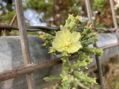 Cylindropuntia leptocaulis