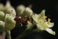 Prenolepis imparis