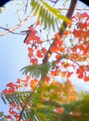 Anthracothorax nigricollis