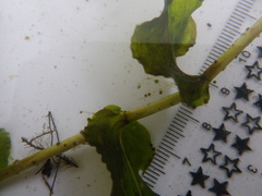 Potamogeton richardsonii