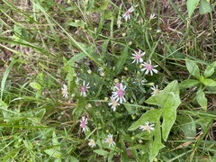 Symphyotrichum undulatum
