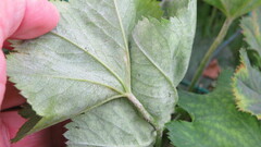 Alchemilla subcrenata