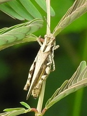 Trilophidia annulata