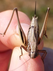 Metrioptera brachyptera
