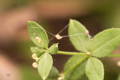Galium sparsiflorum